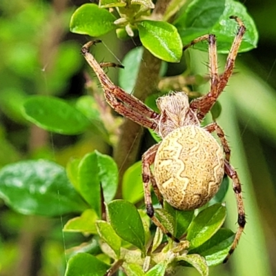 Araneus hamiltoni (Hamilton's Orb Weaver) at Monga, NSW - 10 Jan 2022 by trevorpreston