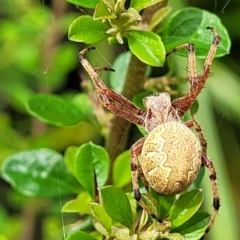 Araneus hamiltoni at Monga, NSW - 10 Jan 2022 12:19 PM