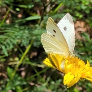 Pieris rapae at Monga, NSW - 10 Jan 2022