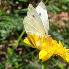 Pieris rapae at Monga, NSW - 10 Jan 2022