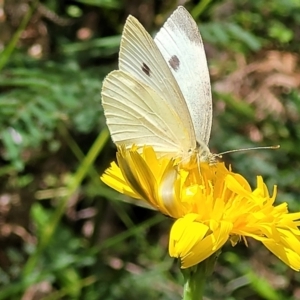 Pieris rapae at Monga, NSW - 10 Jan 2022