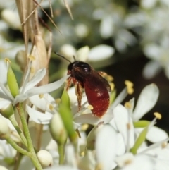 Exoneura sp. (genus) (A reed bee) at Mount Painter - 9 Jan 2022 by CathB