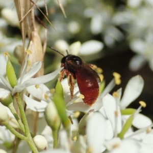 Exoneura sp. (genus) at Cook, ACT - 9 Jan 2022