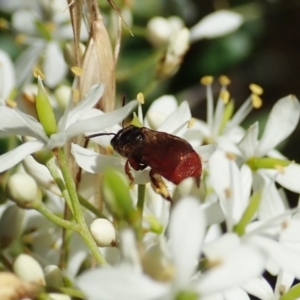 Exoneura sp. (genus) at Cook, ACT - 9 Jan 2022