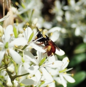 Exoneura sp. (genus) at Cook, ACT - 9 Jan 2022