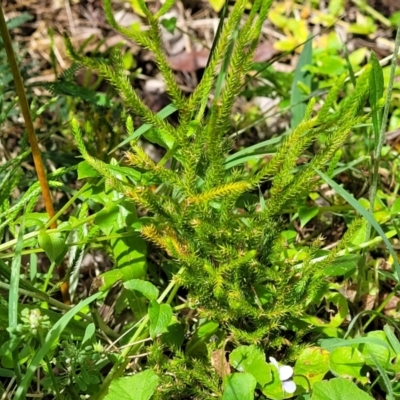 Lycopodiella lateralis (Slender Clubmoss) at Mongarlowe River - 10 Jan 2022 by trevorpreston