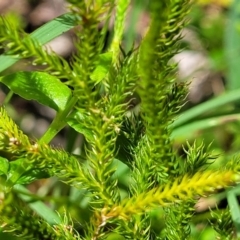 Lateristachys lateralis at QPRC LGA - 10 Jan 2022