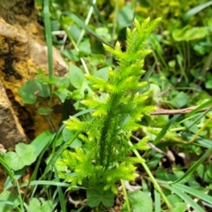 Lateristachys lateralis at QPRC LGA - 10 Jan 2022 12:16 PM