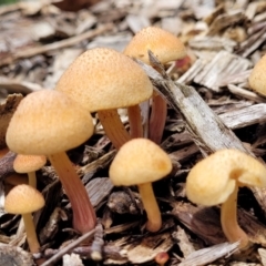 Unidentified Cap on a stem; gills below cap [mushrooms or mushroom-like] at Monga National Park - 10 Jan 2022 by trevorpreston