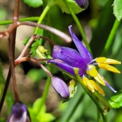 Dianella (genus) (Flax Lily) at Monga, NSW - 10 Jan 2022 by trevorpreston