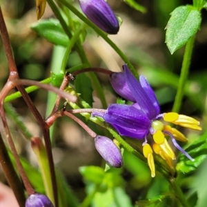 Dianella sp. at Monga, NSW - 10 Jan 2022