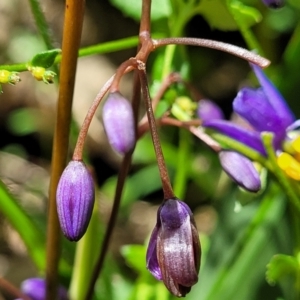 Dianella sp. at Monga, NSW - 10 Jan 2022 12:13 PM