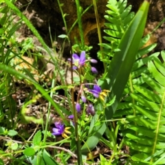 Dianella sp. at Monga, NSW - 10 Jan 2022 12:13 PM