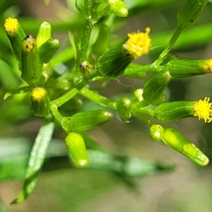 Senecio diaschides at Mulloon, NSW - 10 Jan 2022