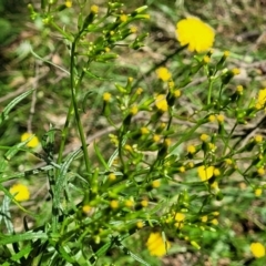 Senecio diaschides at Mulloon, NSW - 10 Jan 2022