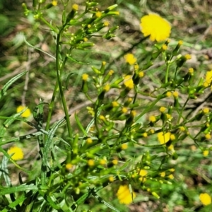 Senecio diaschides at Mulloon, NSW - 10 Jan 2022