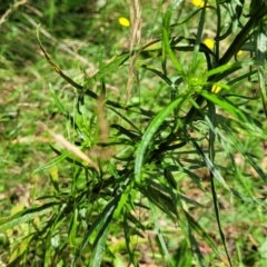 Senecio diaschides at Mulloon, NSW - 10 Jan 2022