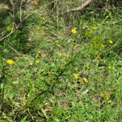 Senecio diaschides at Mulloon, NSW - 10 Jan 2022