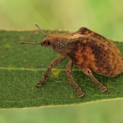 Gonipterus scutellatus (Eucalyptus snout beetle, gum tree weevil) at QPRC LGA - 10 Jan 2022 by tpreston