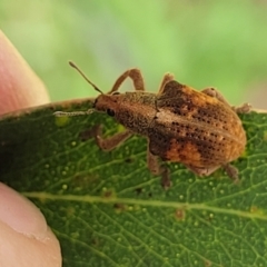 Gonipterus scutellatus at Mulloon, NSW - 10 Jan 2022 11:06 AM