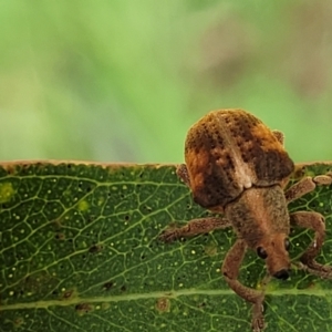 Gonipterus scutellatus at Mulloon, NSW - 10 Jan 2022