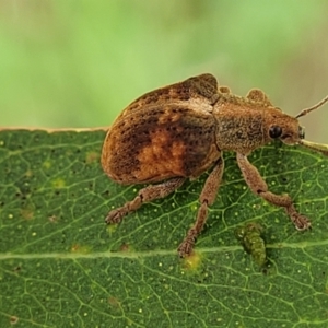 Gonipterus scutellatus at Mulloon, NSW - 10 Jan 2022 11:06 AM