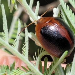 Dicranosterna immaculata (Acacia leaf beetle) at Mulloon, NSW - 10 Jan 2022 by trevorpreston
