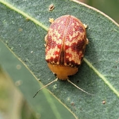 Paropsis aspera (Eucalyptus Tortoise Beetle) at QPRC LGA - 10 Jan 2022 by tpreston