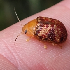 Paropsis aspera at Mulloon, NSW - 10 Jan 2022 11:00 AM