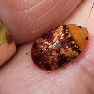 Paropsis aspera at Mulloon, NSW - 10 Jan 2022 11:00 AM