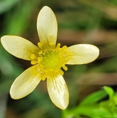 Ranunculus plebeius (Forest Buttercup) at Mulloon, NSW - 10 Jan 2022 by trevorpreston