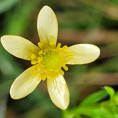 Ranunculus plebeius (Forest Buttercup) at Mulloon, NSW - 10 Jan 2022 by trevorpreston