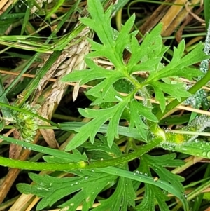 Ranunculus plebeius at Mulloon, NSW - 10 Jan 2022