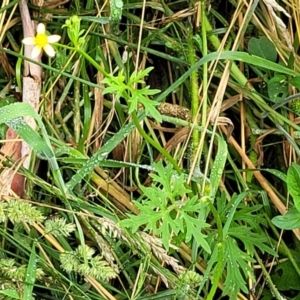 Ranunculus plebeius at Mulloon, NSW - 10 Jan 2022