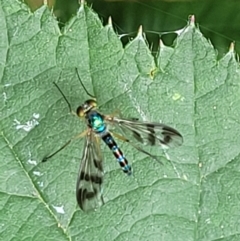 Austrosciapus connexus (Green long-legged fly) at Mulloon, NSW - 9 Jan 2022 by tpreston