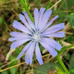 Cichorium intybus at Mulloon, NSW - 10 Jan 2022 10:55 AM