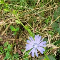 Cichorium intybus at Mulloon, NSW - 10 Jan 2022 10:55 AM