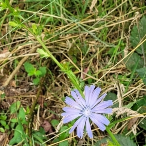 Cichorium intybus at Mulloon, NSW - 10 Jan 2022 10:55 AM