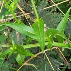 Cichorium intybus at Mulloon, NSW - 10 Jan 2022