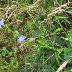 Cichorium intybus at Mulloon, NSW - 10 Jan 2022