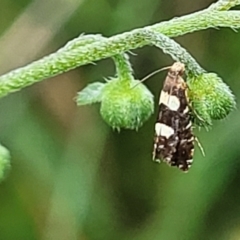 Glyphipterix chrysoplanetis (A Sedge Moth) at Mulloon, NSW - 9 Jan 2022 by tpreston