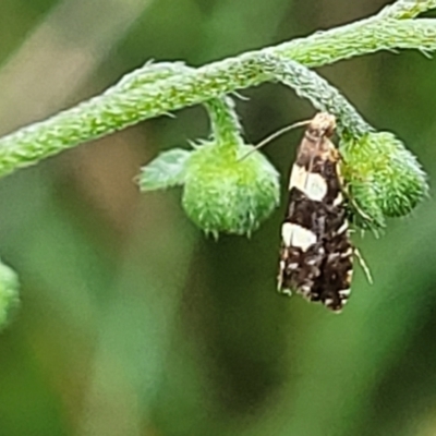 Glyphipterix chrysoplanetis (A Sedge Moth) at Mulloon, NSW - 10 Jan 2022 by trevorpreston