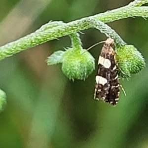 Glyphipterix chrysoplanetis at Mulloon, NSW - 10 Jan 2022