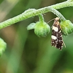 Glyphipterix chrysoplanetis at Mulloon, NSW - 10 Jan 2022