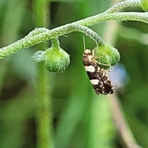 Glyphipterix chrysoplanetis at Mulloon, NSW - 10 Jan 2022