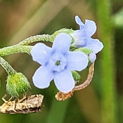 Cynoglossum australe (Australian Forget-me-not) at Mulloon, NSW - 10 Jan 2022 by trevorpreston
