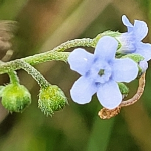 Cynoglossum australe at Mulloon, NSW - 10 Jan 2022