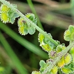 Cynoglossum australe at Mulloon, NSW - 10 Jan 2022