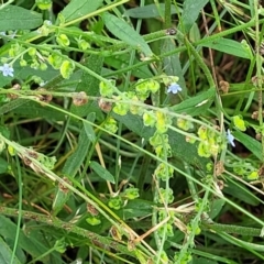 Cynoglossum australe at Mulloon, NSW - 10 Jan 2022