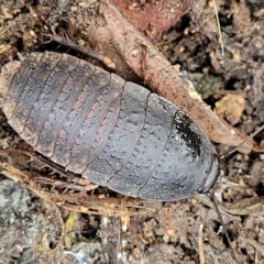 Laxta sp. (genus) (Bark cockroach) at Mulloon, NSW - 9 Jan 2022 by trevorpreston
